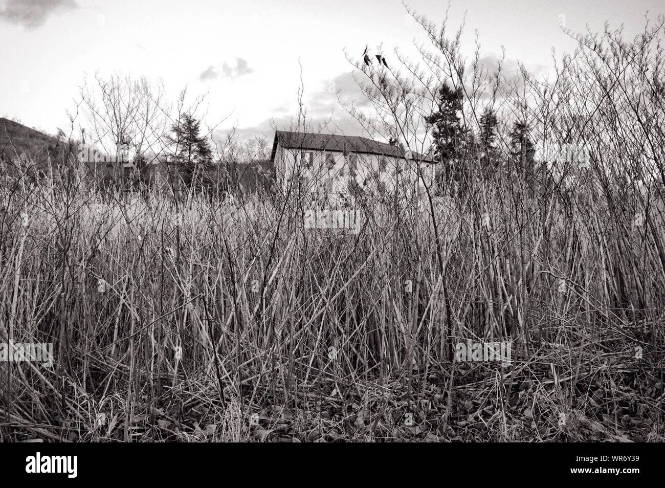 Tall grass field with tree hi-res stock photography and images - Alamy