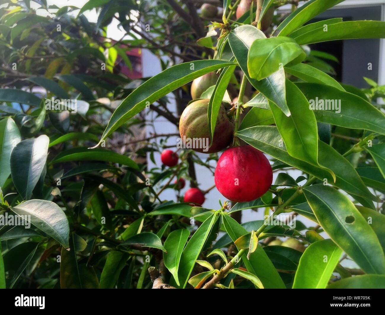Nutmeg Tree High Resolution Stock Photography and Images Alamy