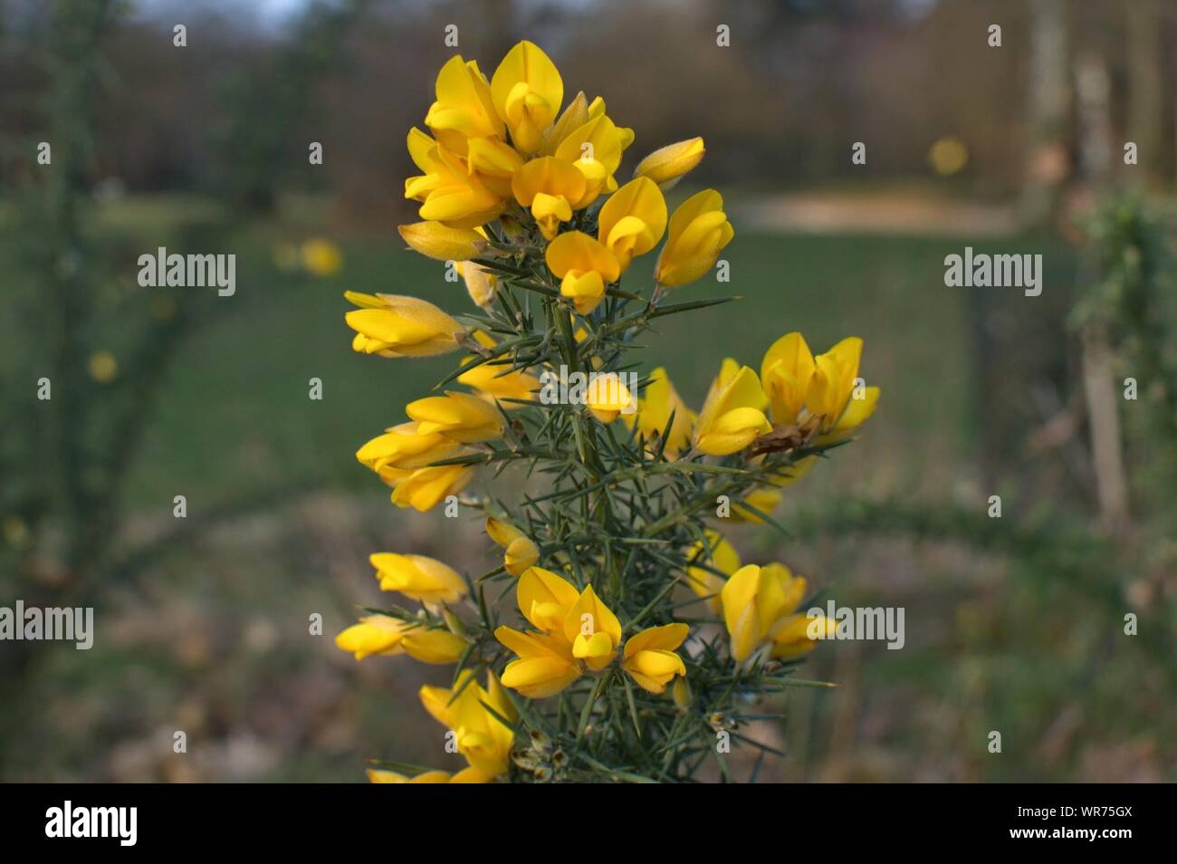 Close-up Of Yellow Gorse Flowers Stock Photo
