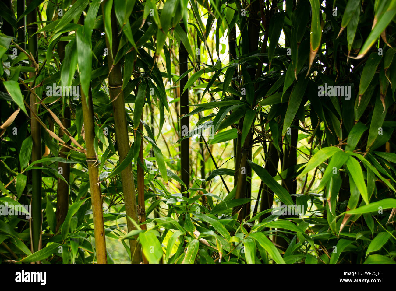 Bright green bamboo shoots and leaves Stock Photo Alamy