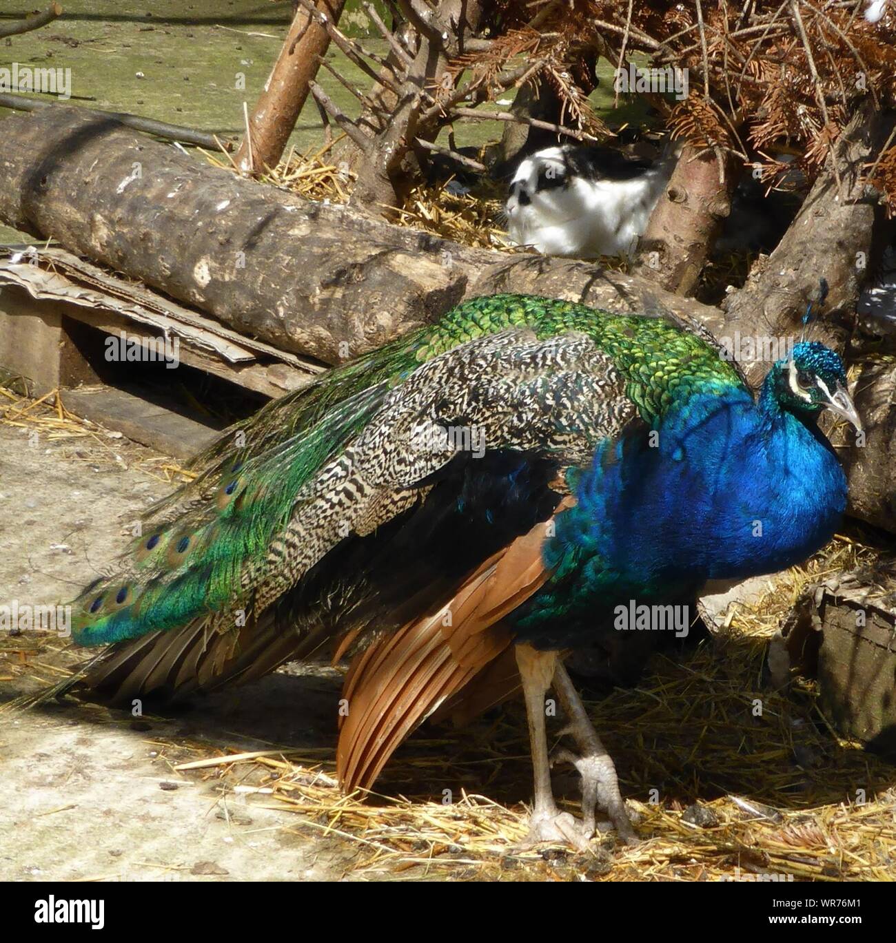 Rabbit Log High Resolution Stock Photography and Images - Alamy