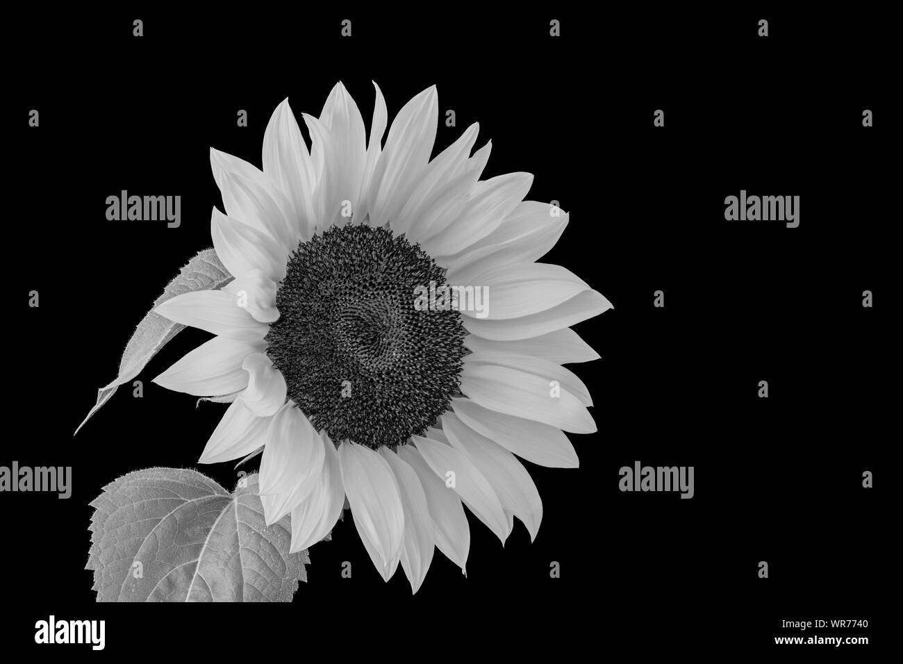 Black And White Sunflowers Background