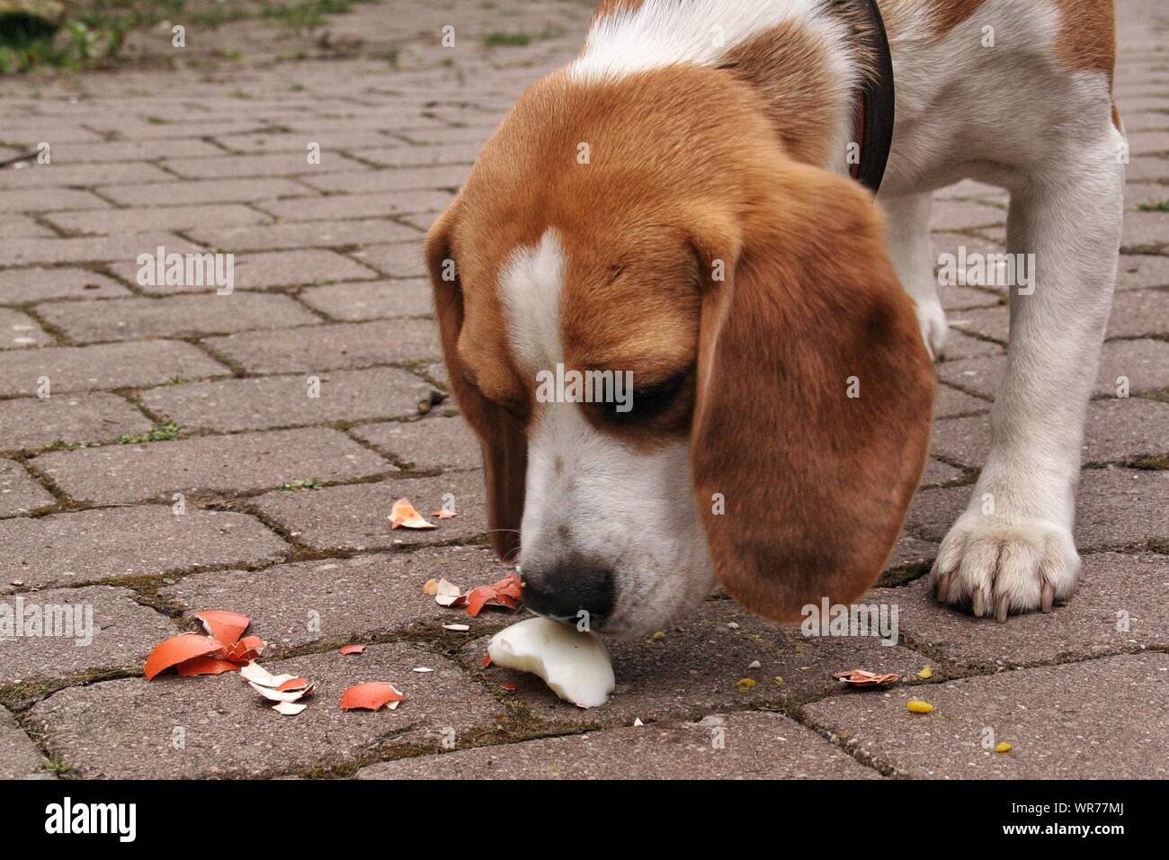 Why Do Beagles Eat So Much