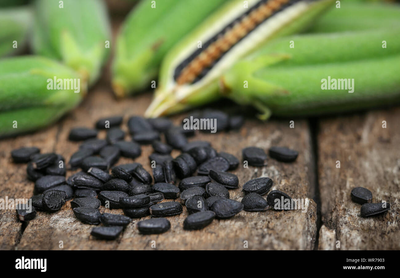 Sesame seed pods and plant hires stock photography and images Alamy