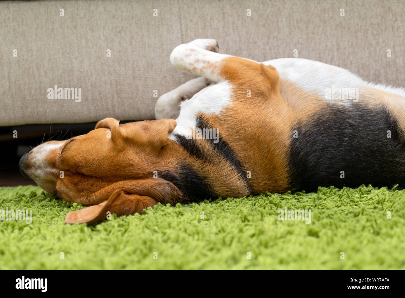 Photo of a Beagle lying o a green carpet Stock Photo - Alamy