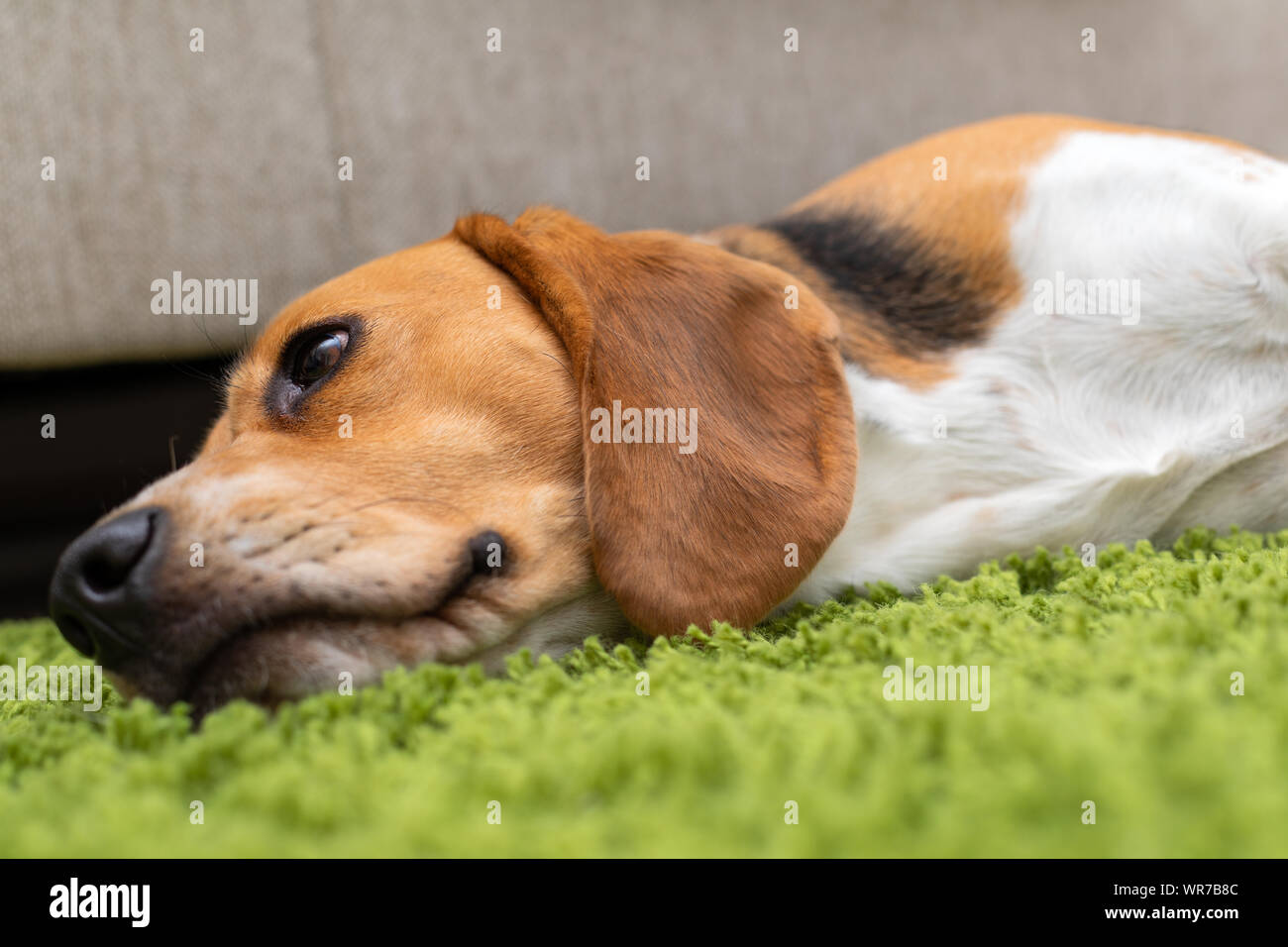Photo of a Beagle lying o a green carpet Stock Photo - Alamy