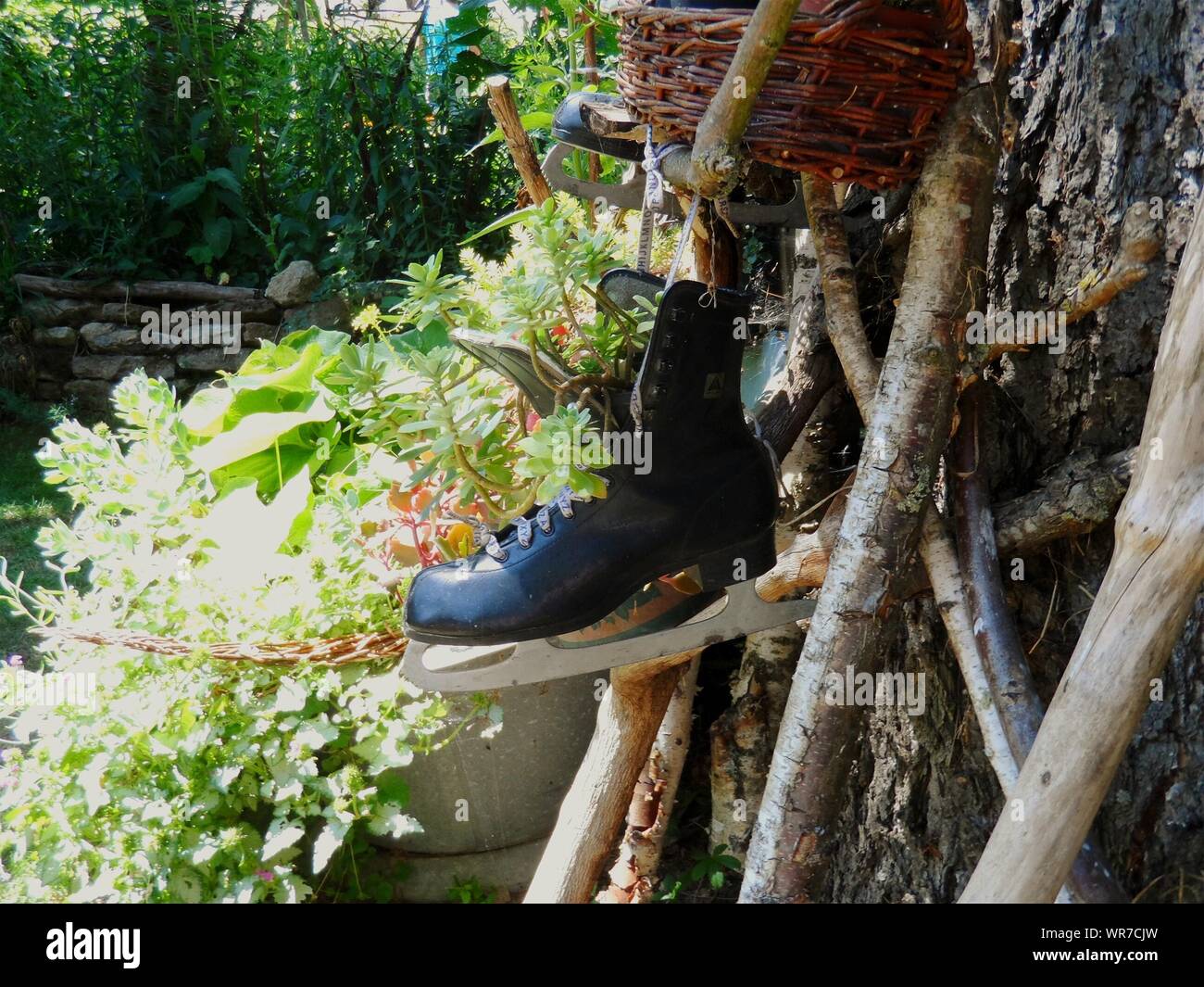 Shoe Hanging By Tree In Garden Stock Photo Alamy