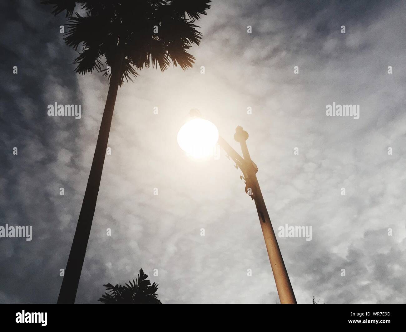 Street light palm tree hi-res stock photography and images - Alamy
