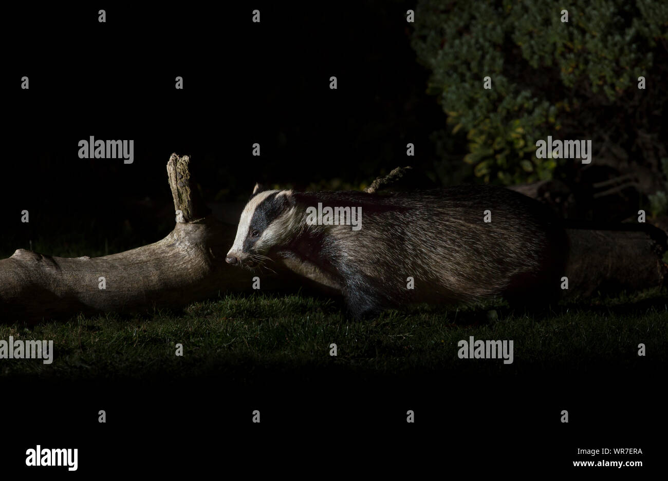 Close-up side view of a wild, urban British badger (Meles meles UK) isolated outdoors in the dark, foraging on the ground in a UK garden at night. Stock Photo