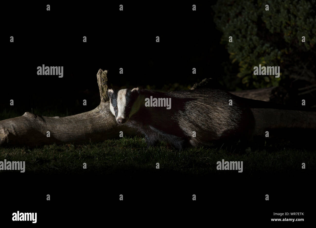 Close up of a wild, urban British badger (Meles meles UK) isolated outdoors in the dark looking up from foraging on ground in a UK garden at night. Stock Photo