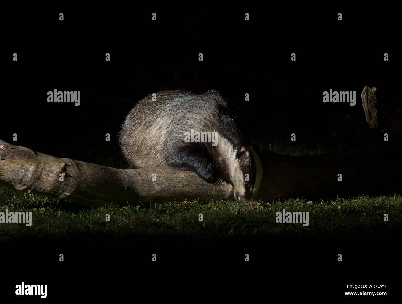 Close-up front view of wild, urban British badger (Meles meles UK) isolated outdoors in the dark, foraging for food on ground in a UK garden at night. Stock Photo