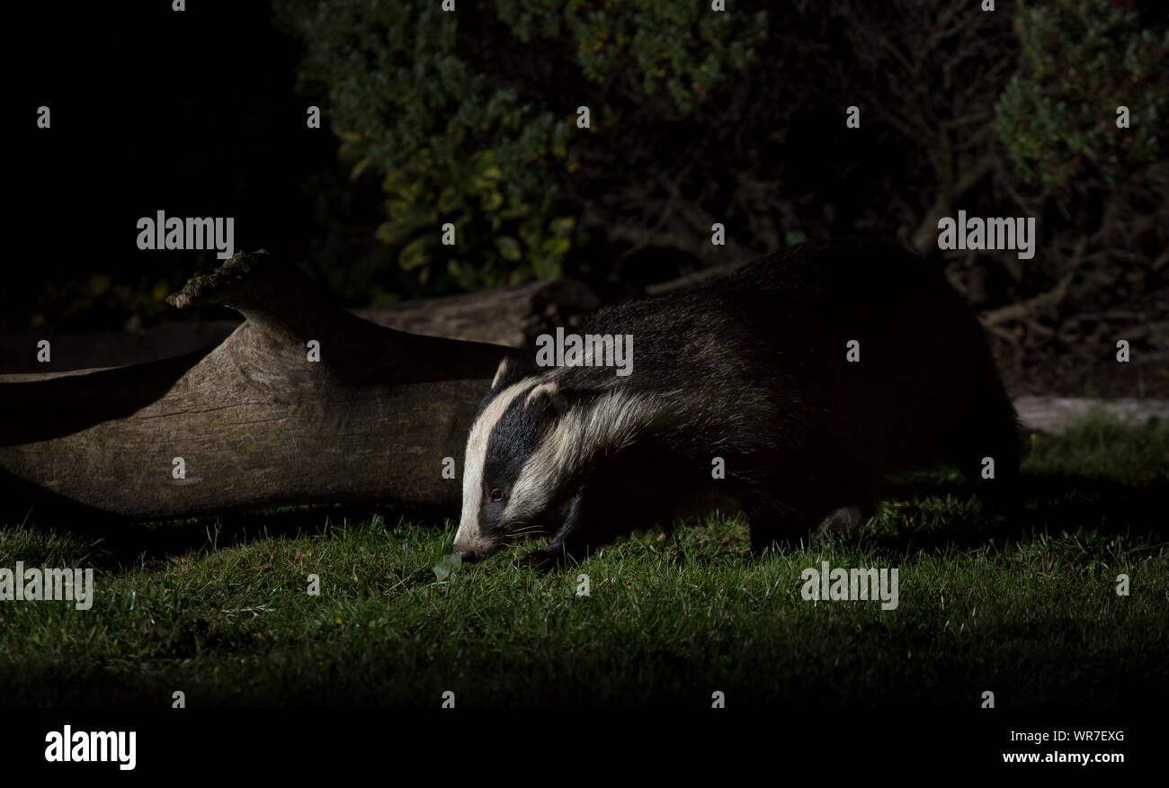 Close-up side view of wild, urban British badger (Meles meles UK) isolated outdoors in the dark, foraging for food on ground in a UK garden at night. Stock Photo