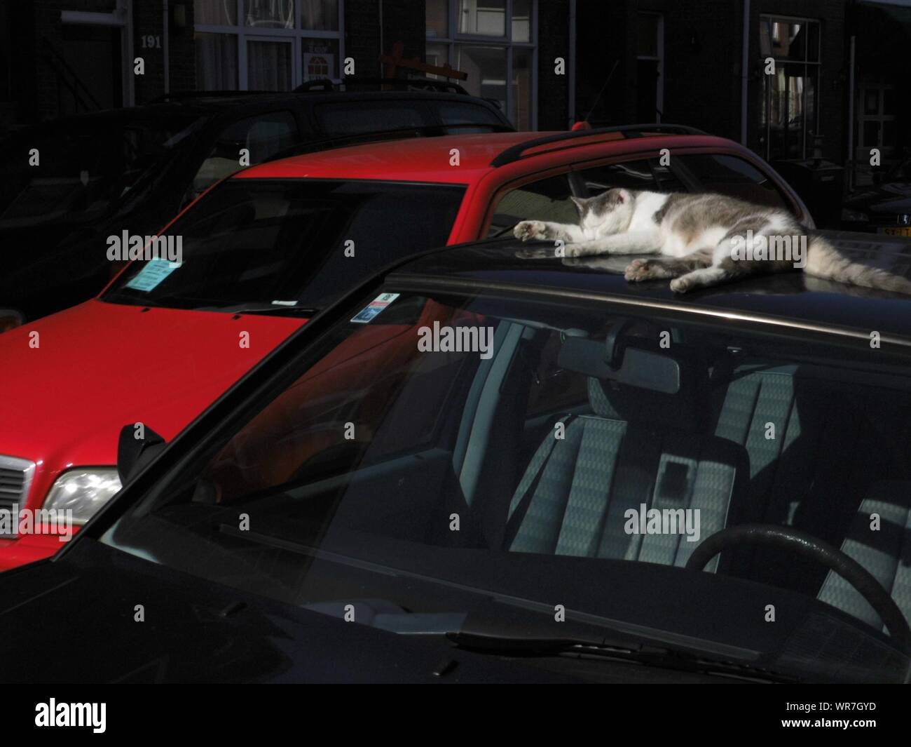 Top Cat High Resolution Stock Photography and Images Alamy