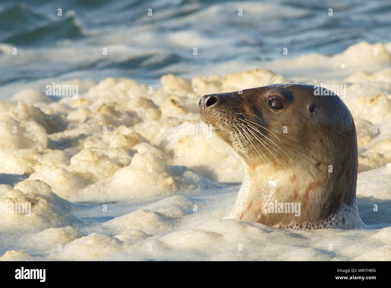 Gray Seal Swimming In Sea Stock Photo