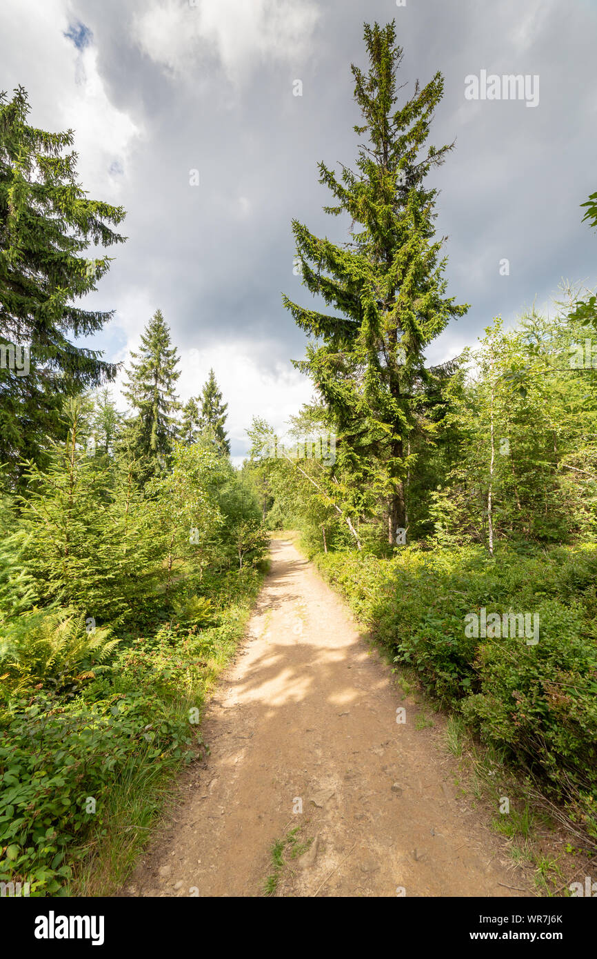 Mountain hiking trail in forest in Poland near Jaworzyna Krynicka Stock Photo - Alamy