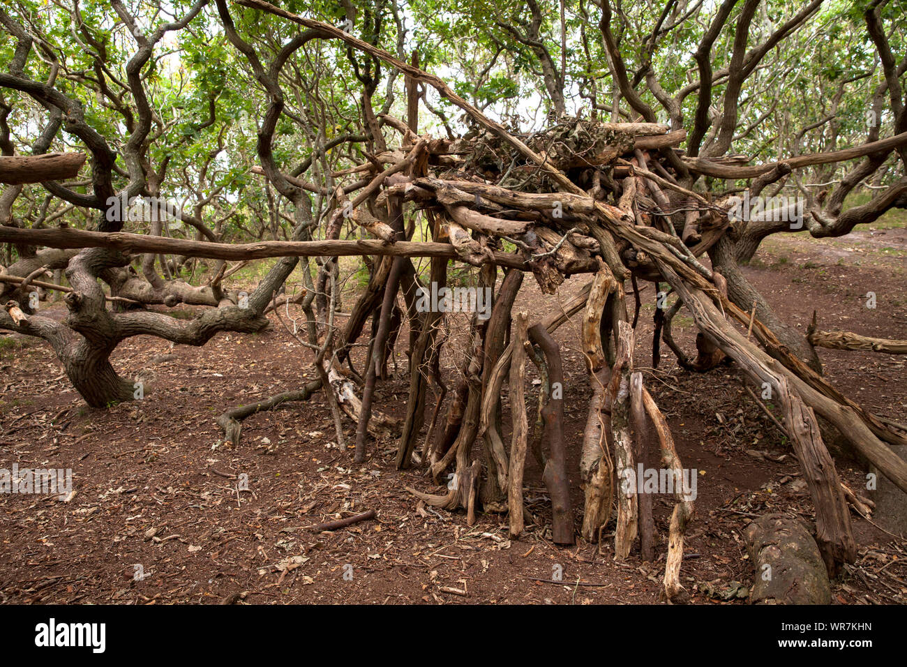simple shelter built with tree trunks and branches in the nature reserve de Manteling near Domburg on Walcheren, Zeeland, Netherlands.  einfacher Unte Stock Photo
