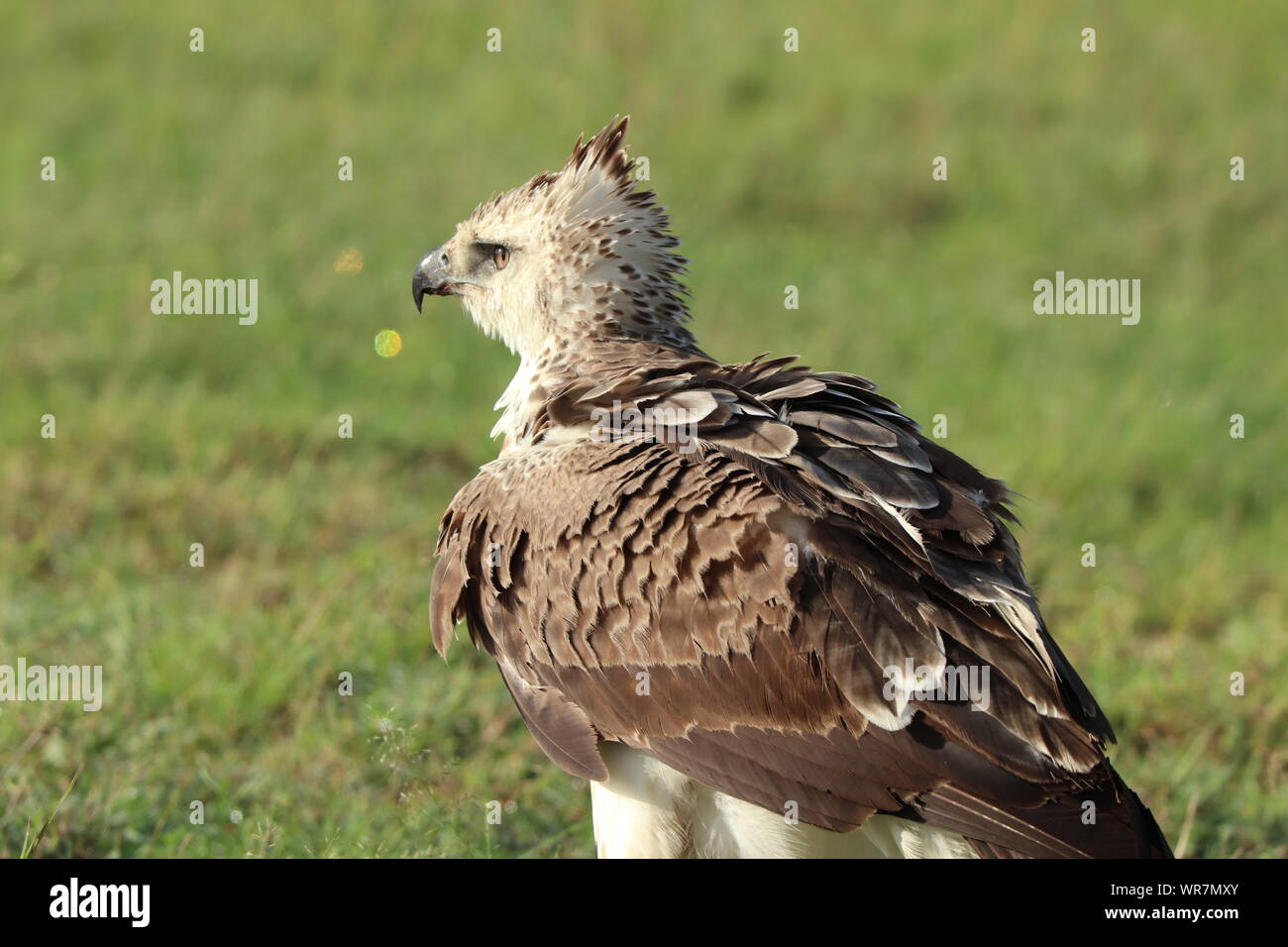 Eagle face closeup, Masai Mara National Park, Kenya Stock Photo - Alamy