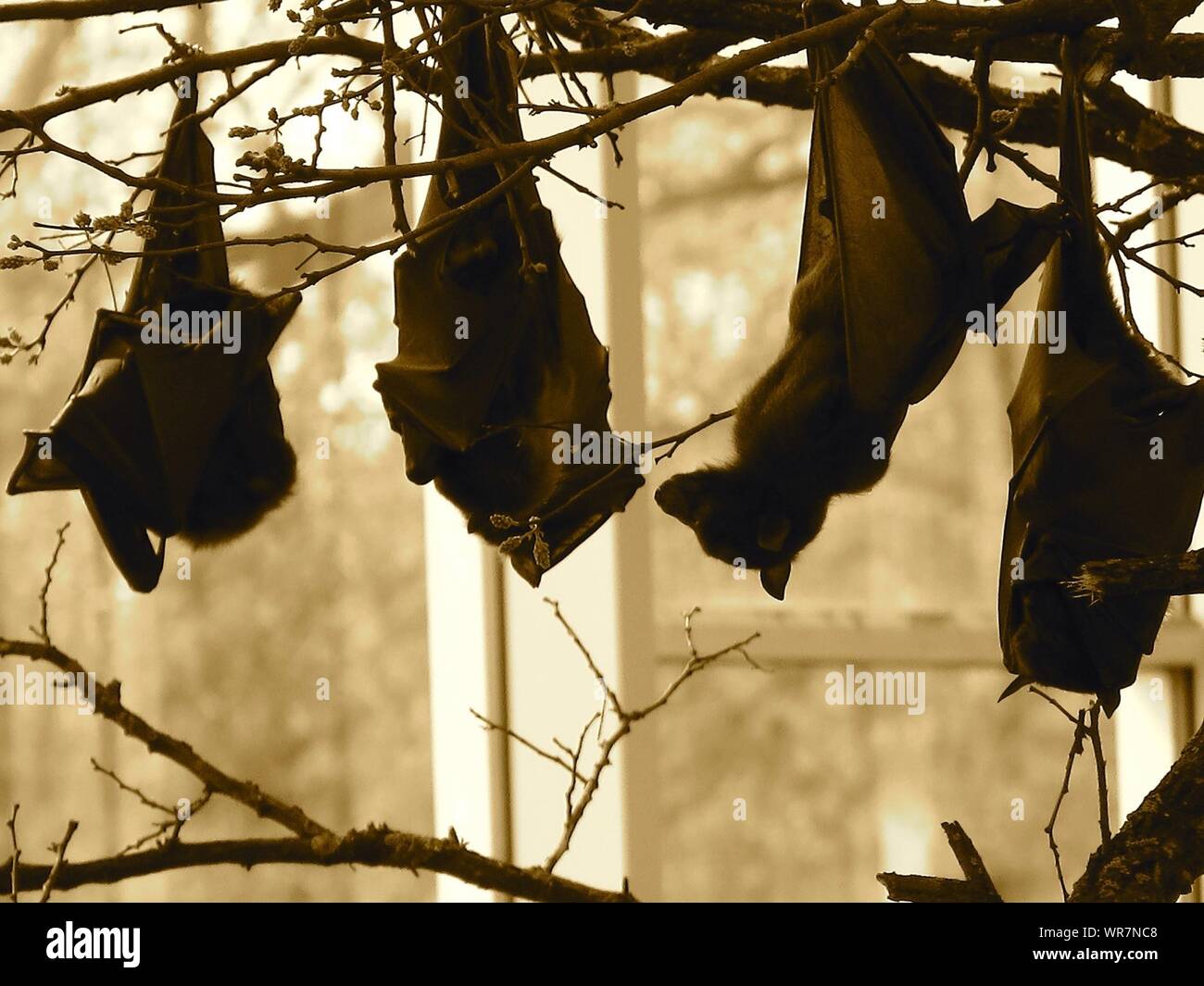 Four bats hanging hires stock photography and images Alamy