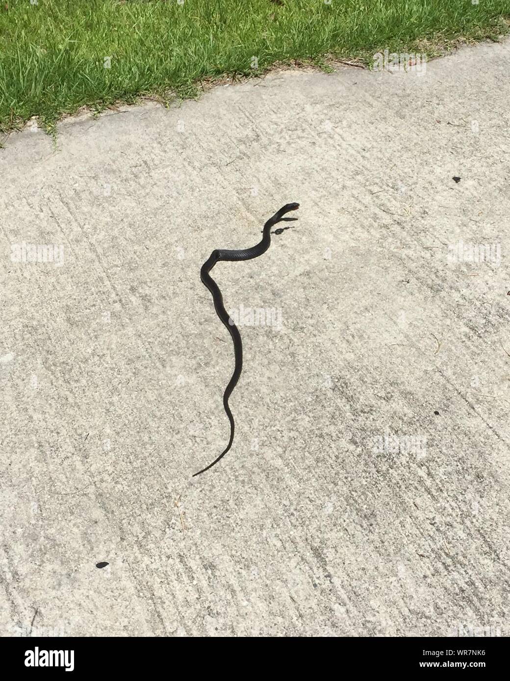 Crawling snake hires stock photography and images Alamy