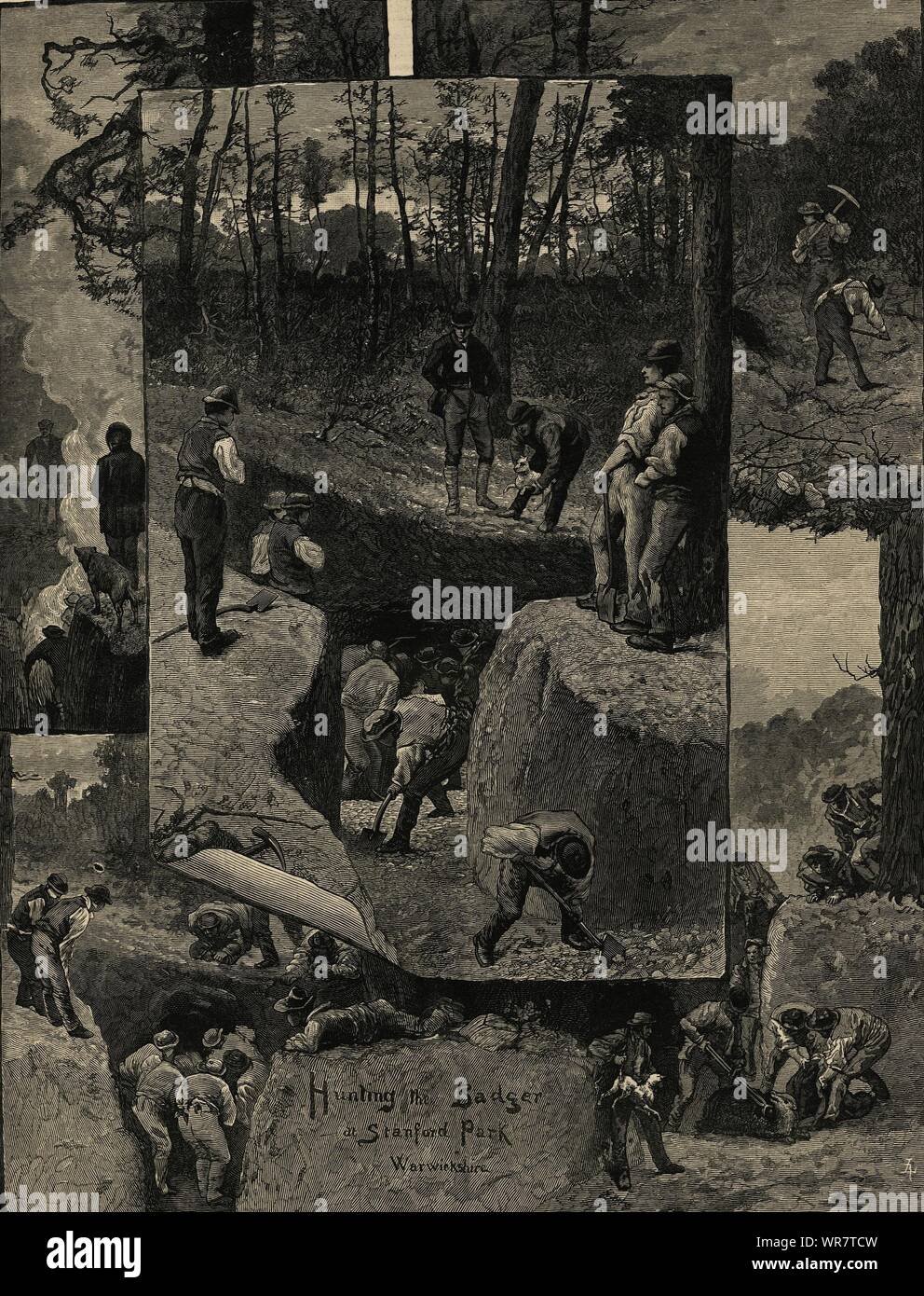 Hunting the badger at Stanford Hall, Warwickshire. Leicestershire 1885