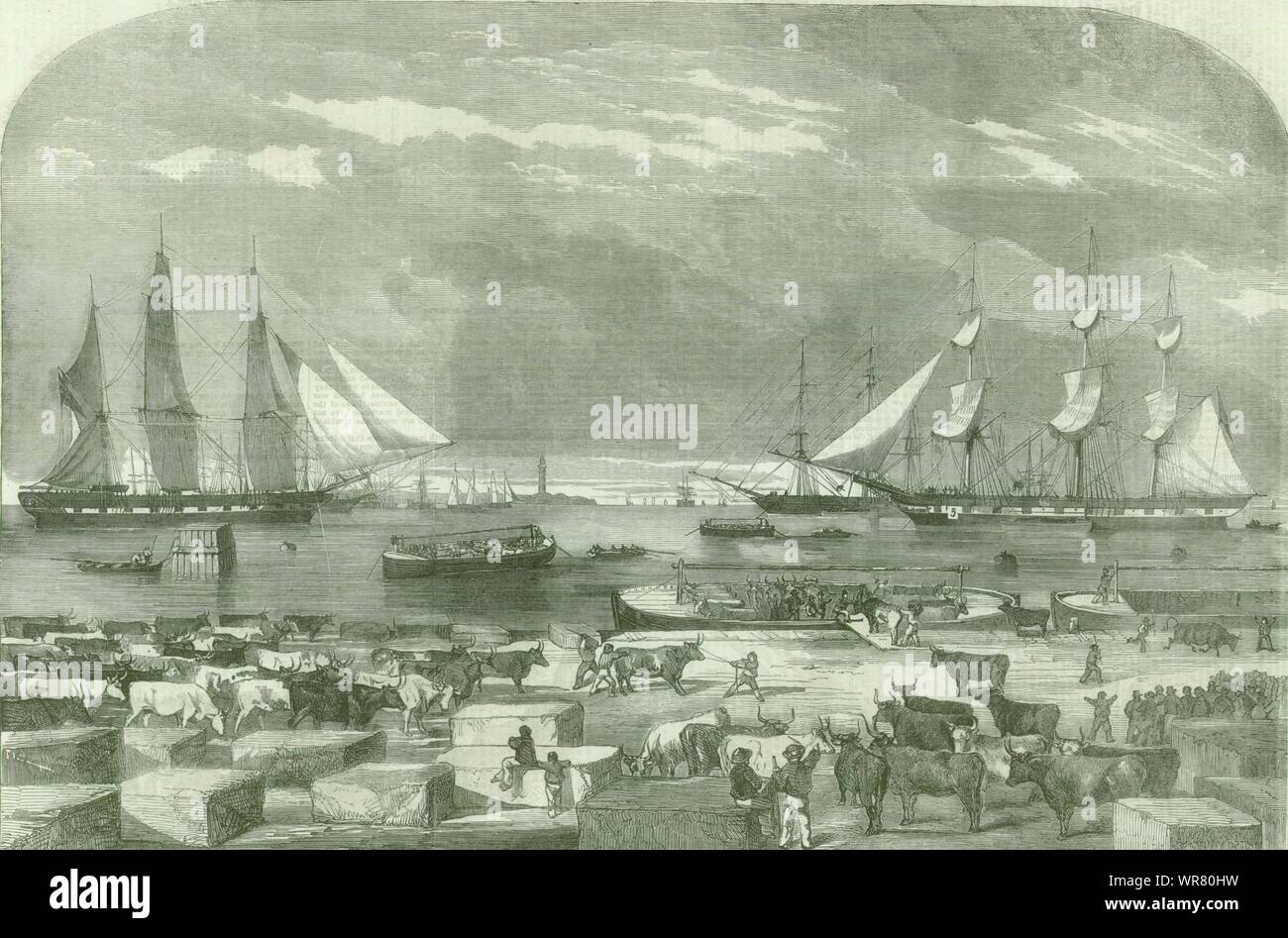 Embarkation of Cattle at Trieste for the Auxiliary Army. Italy. Crimean War 1854 Stock Photo