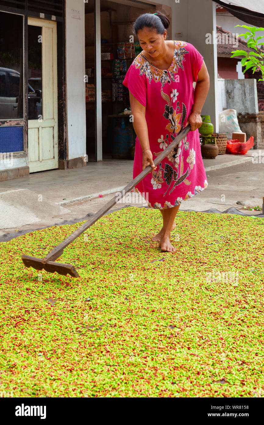 Bali island, Indonesia - July 07, 2012: Balinese woman working in mountain village plantation, drying crop of fresh clove buds. Stock Photo