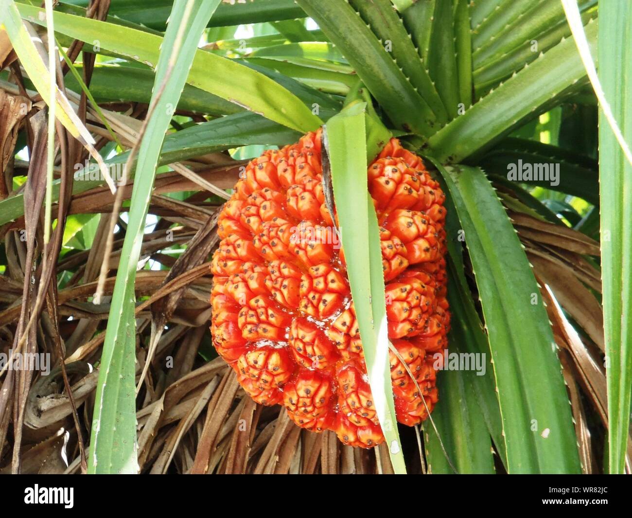 Pandanus fruit tree hires stock photography and images Alamy