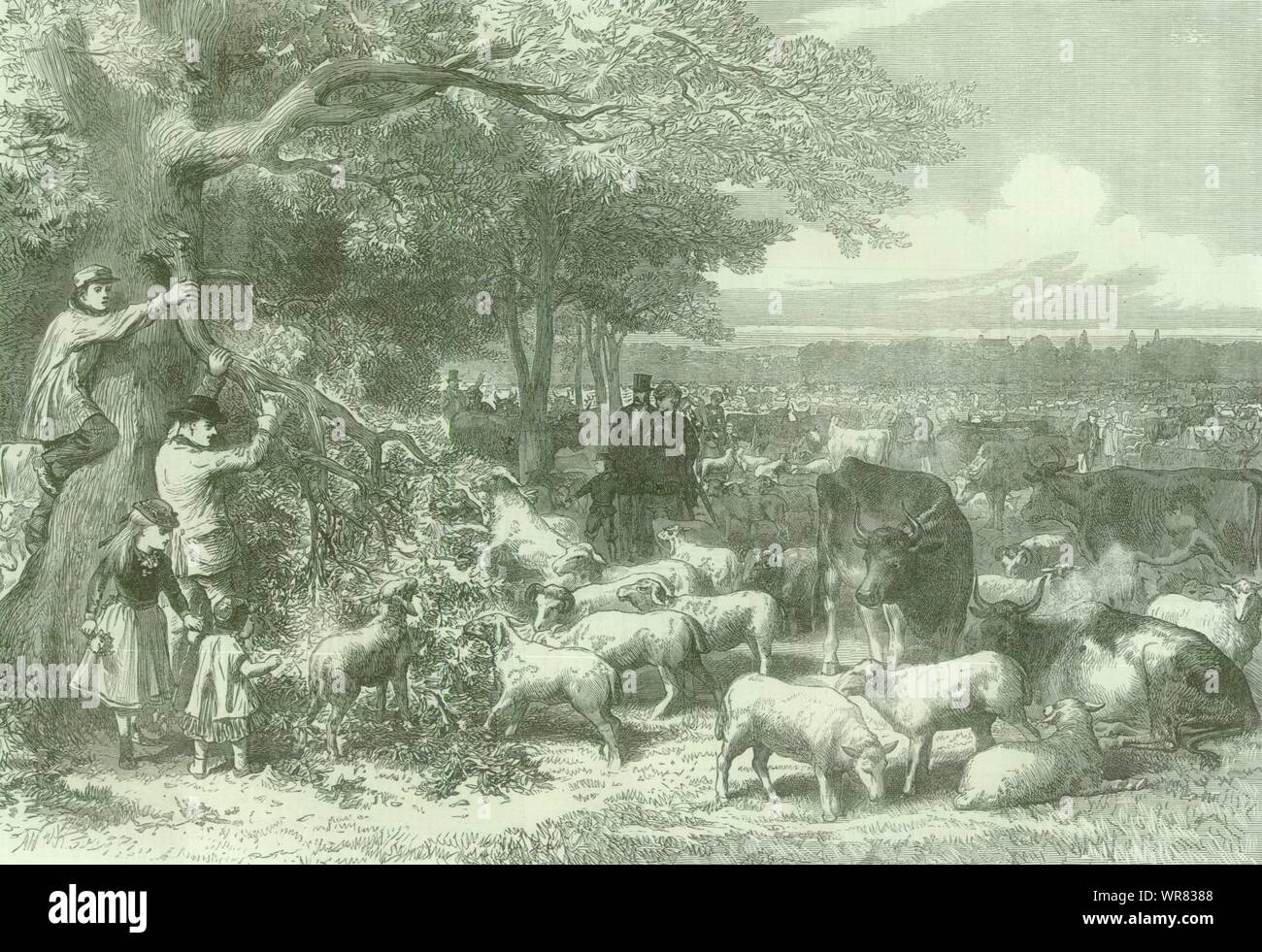The Defence of Paris: cattle & sheep. Bois de Boulogne. Franco-Prussian War 1870 Stock Photo