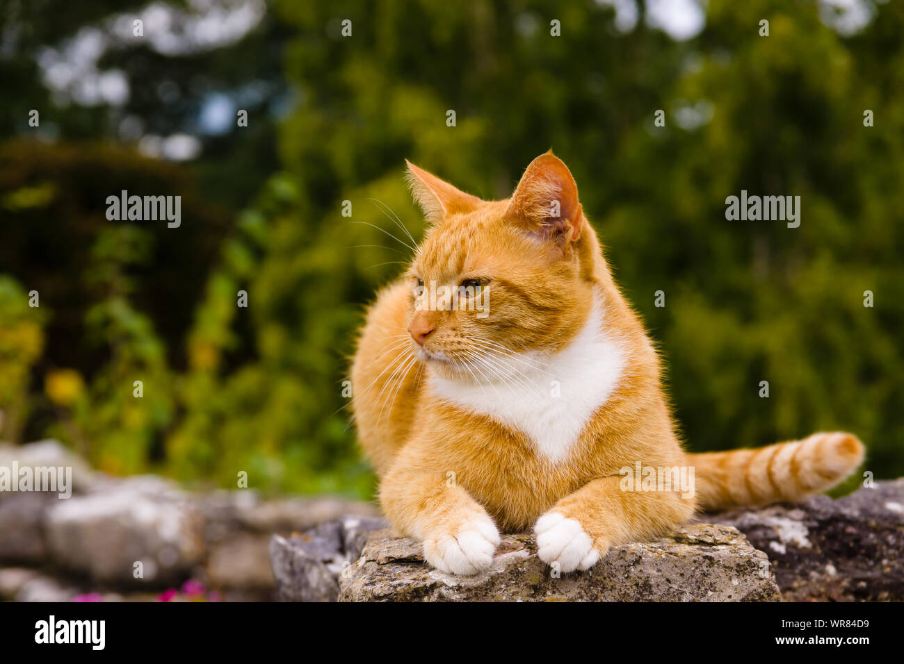 Nice portrait of a ginger or orange marmalade tabby cat enjoying some