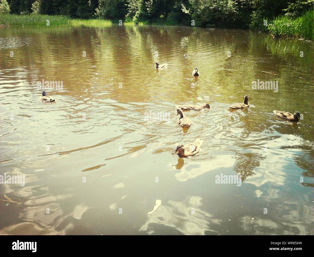 Medium Group Of Ducks On Lake Stock Photo