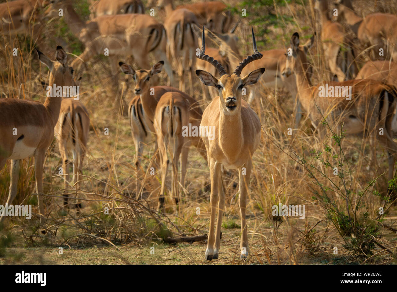 Male impala defending group of females, African wildlife Stock Photo