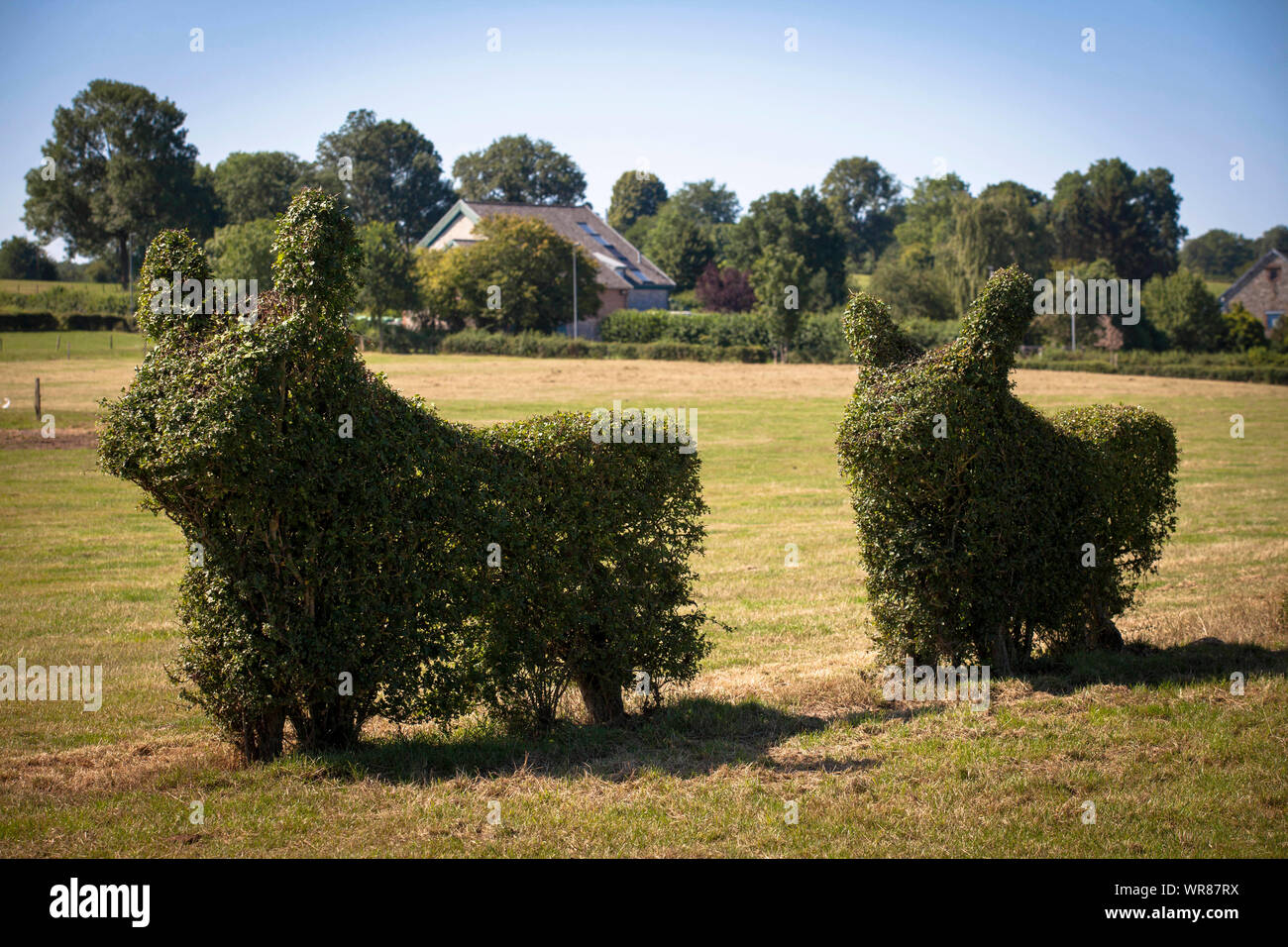 animal shaped hedges at a field south of Aachen, North Rhine-Westphalia, Germany.  in Tierform geschnittene Hecken an einem Feld suedlich von Aachen, Stock Photo