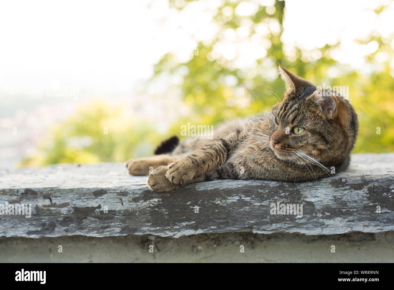Cat resting peacefully on a warm wall in the late afternoon light at Rosengarten in Bern, Switzerland. Stock Photo