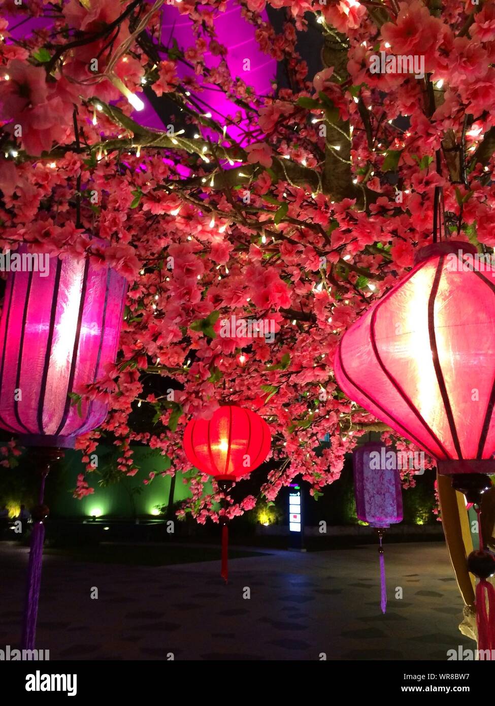 Chinese Lanterns Hanging From Cherry Blossoms At Night Stock Photo - Alamy