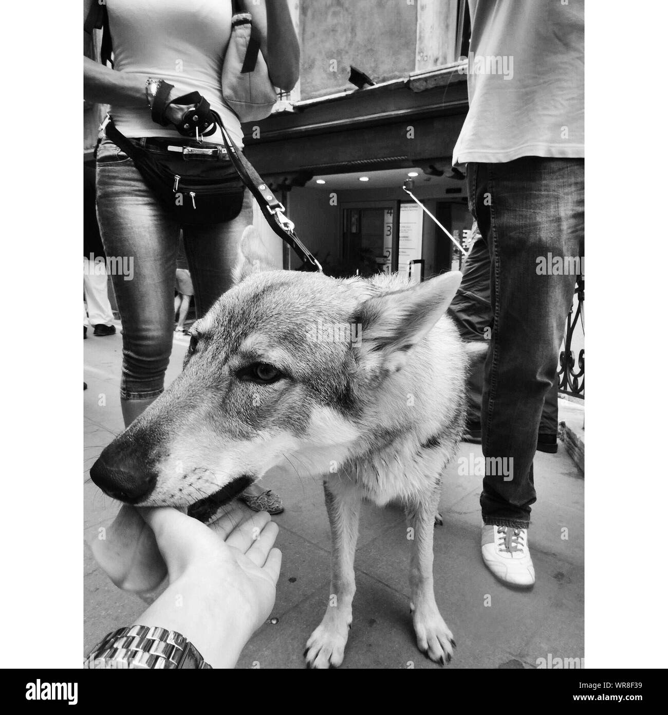 Dog licking woman hires stock photography and images Alamy