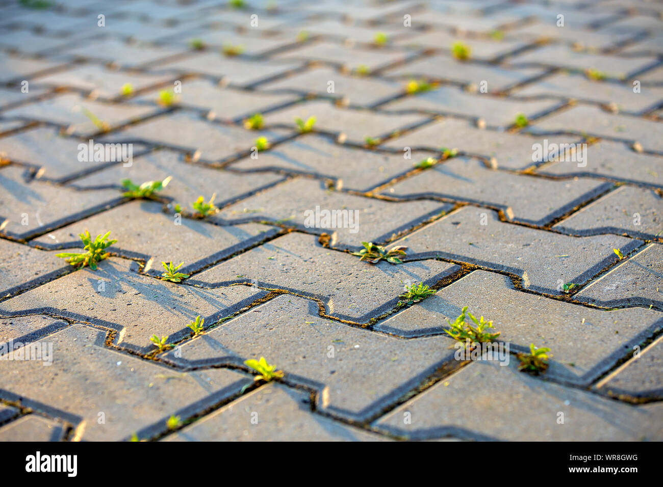 Weed plants growing between concrete pavement bricks Stock Photo Alamy