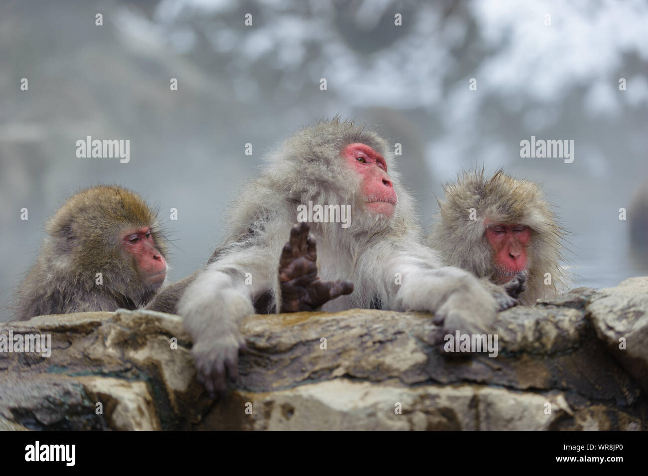 Japanese Macaque troupe socialising according to rank in the misty, thermal springs in the mountains around Yudanaka. Stock Photo