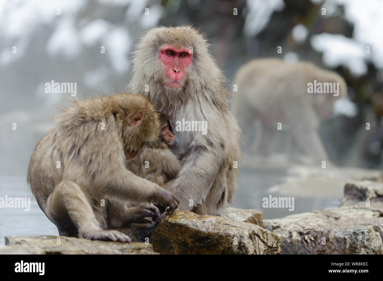 Japanese Macaque troupe socialising according to rank in the misty, thermal springs in the mountains around Yudanaka. Stock Photo