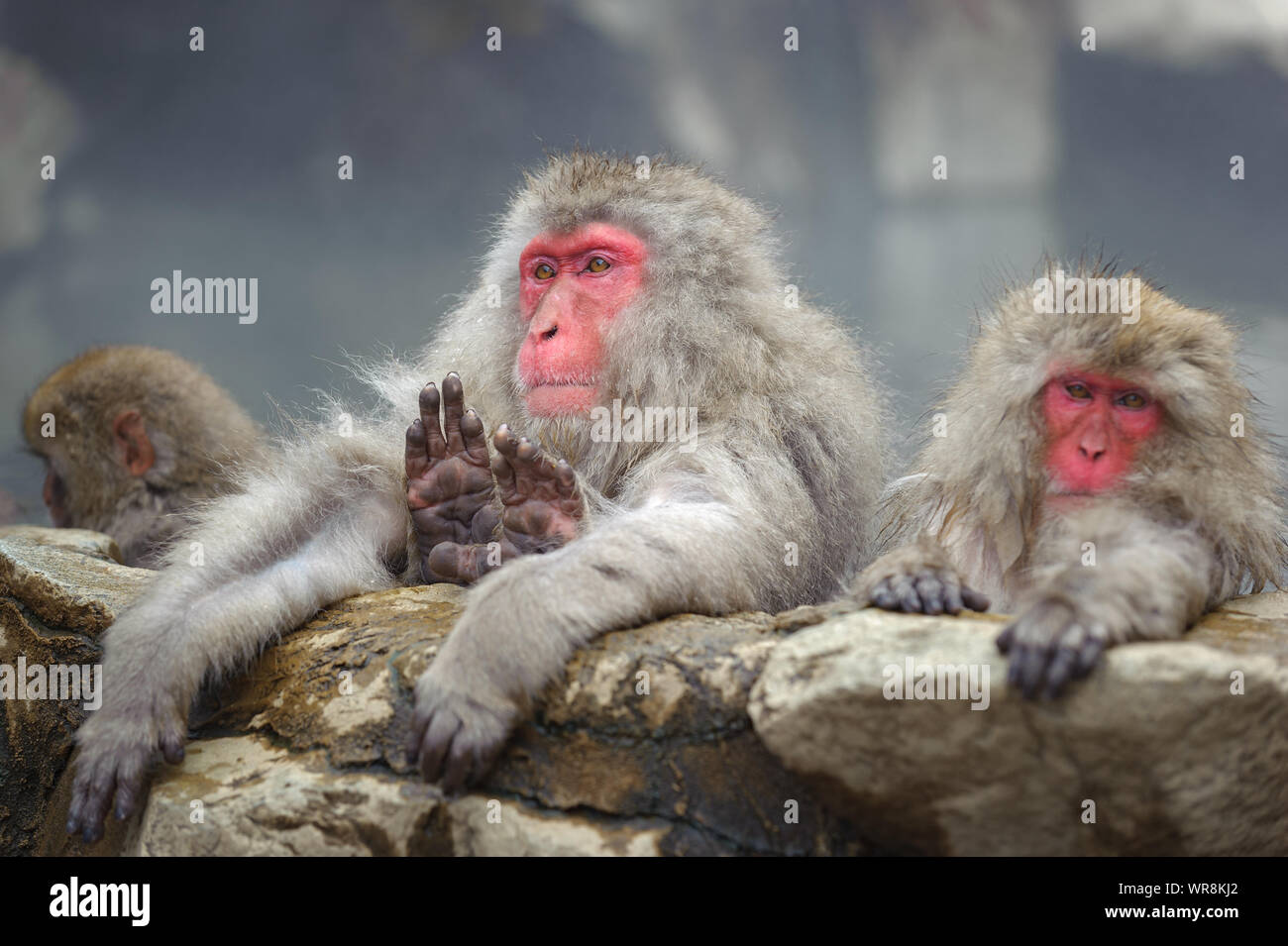 Japanese Macaque troupe socialising according to rank in the misty, thermal springs in the mountains around Yudanaka. Stock Photo