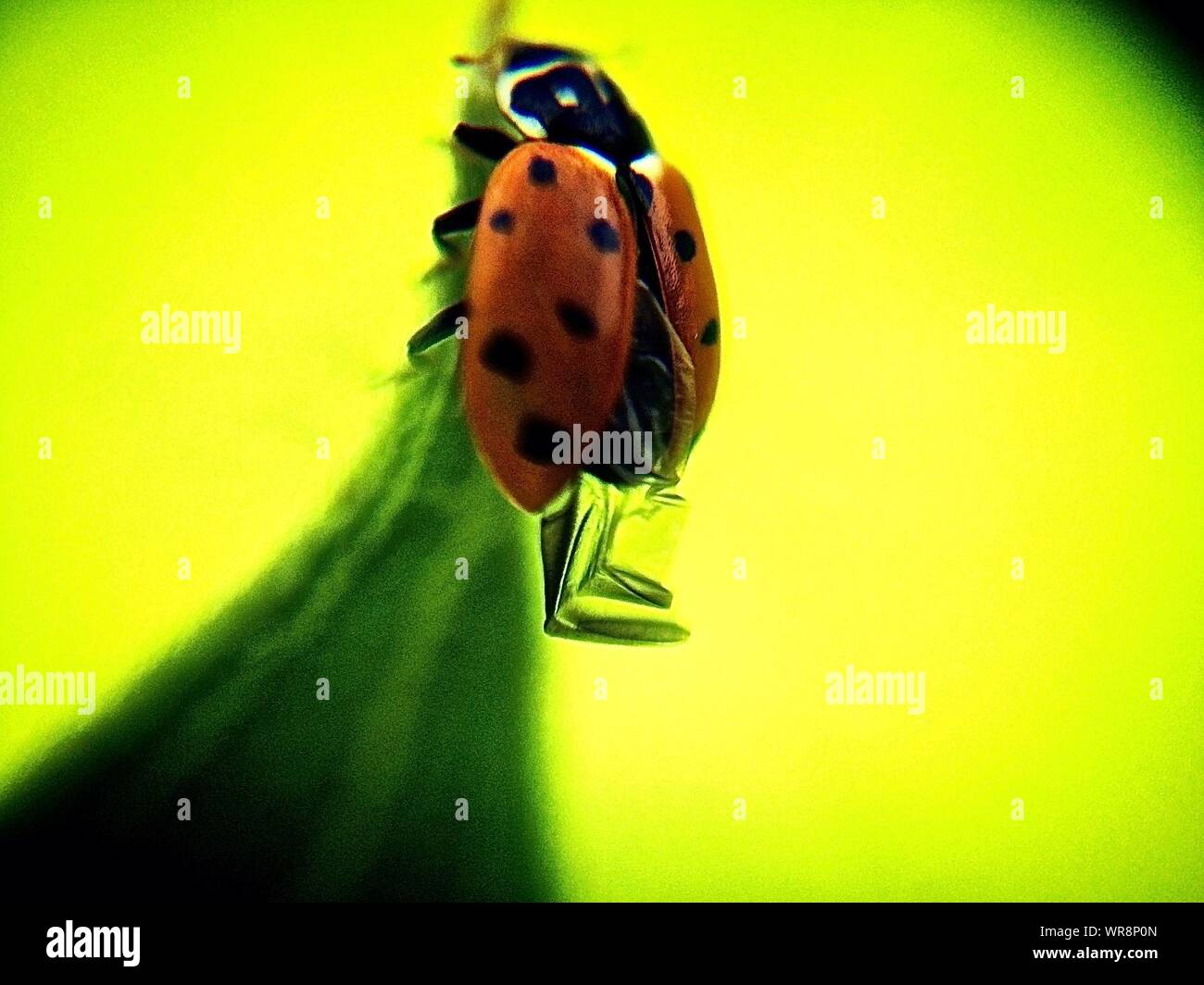 Extreme Close-up Of Ladybug On Leaf Stock Photo