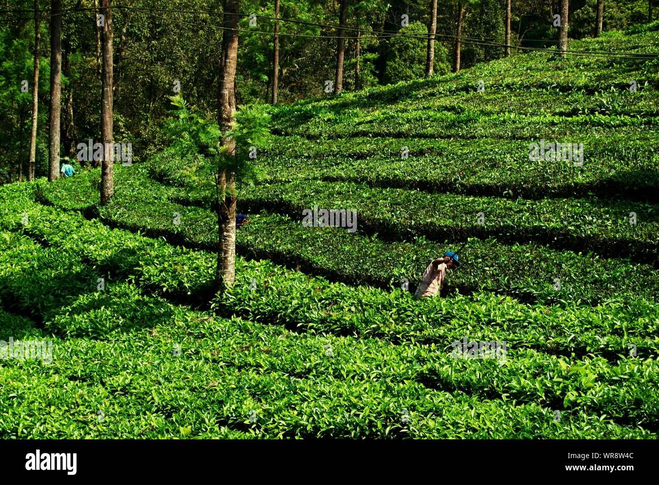 Farmer Working In Tea Plantations At Munnar Stock Photo