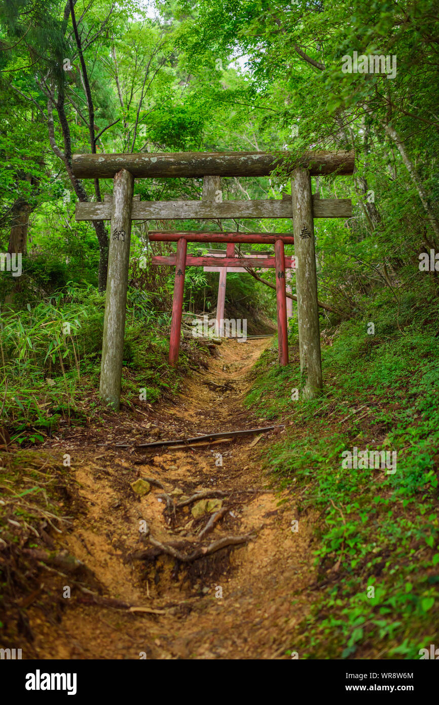 Ancient wooden torii gates, with words 'Offering', on the mountain trail leading to the peak of Mount Bentendake, the highest point of Koyasan mountai Stock Photo