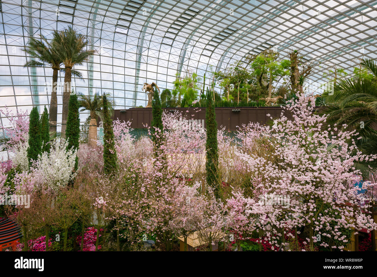 Singapore, Singapore - 19 March 2018: Cherry blossoms in full boom during the spring festival at Gardens by the Bay in Singapore. Stock Photo