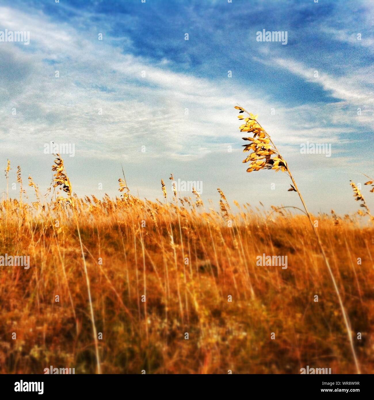 Close-up Of Sea Oat Grass On Field Against Sky Stock Photo