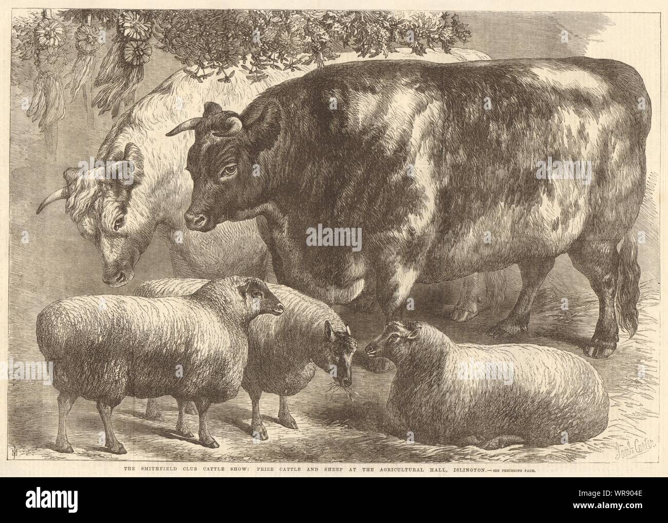 Smithfield club cattle show prize hires stock photography and images Alamy