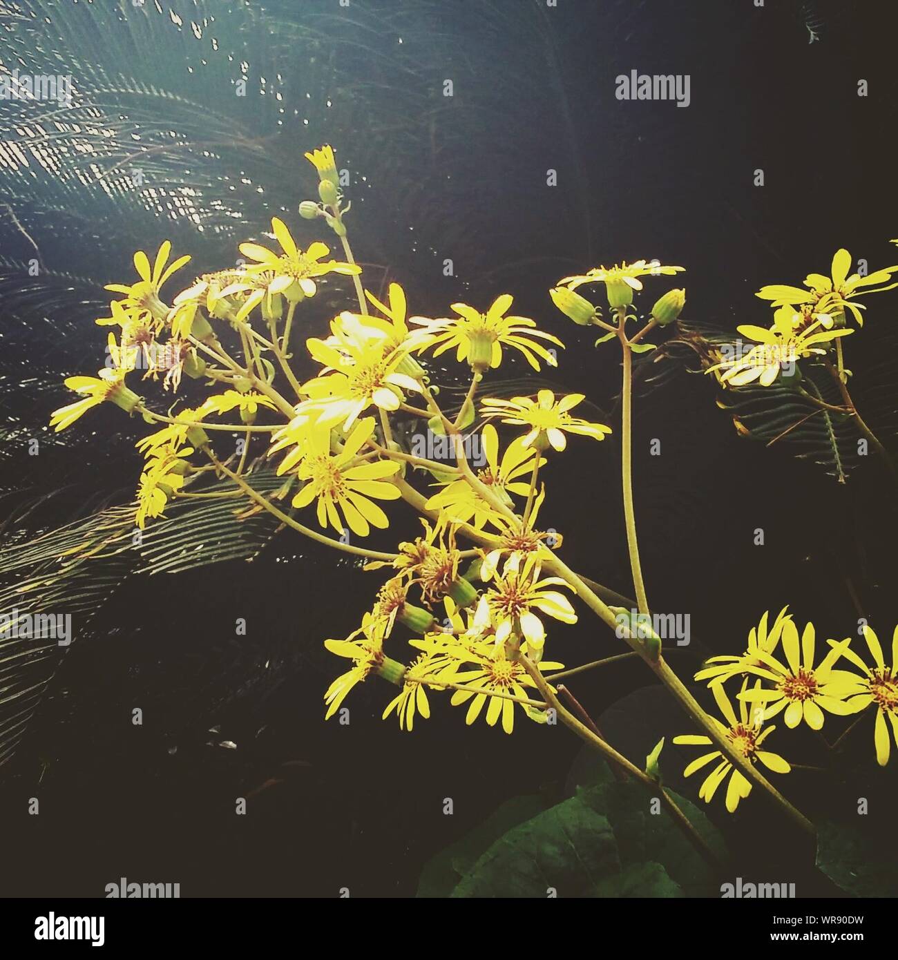 Palm tree flower yellow hires stock photography and images Alamy