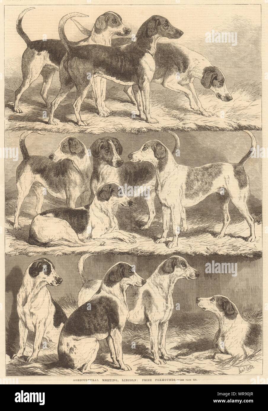 Agricultural meeting, Lincoln prize foxhounds. Lincolnshire. Dogs 1869 Stock Photo Alamy