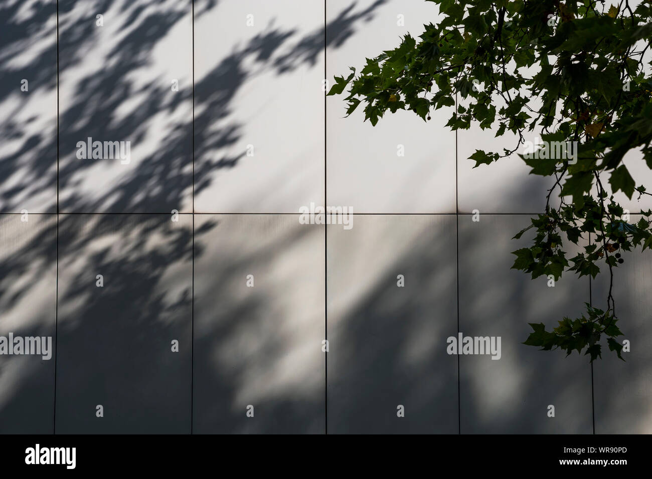 Cladding leaves hi-res stock photography and images - Alamy