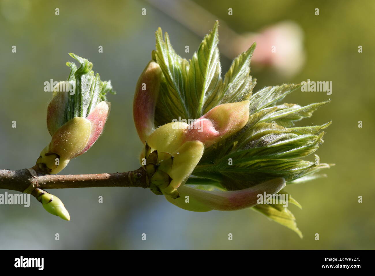 Budding maple leaves about to unfold from their buds in the spring. Stock Photo