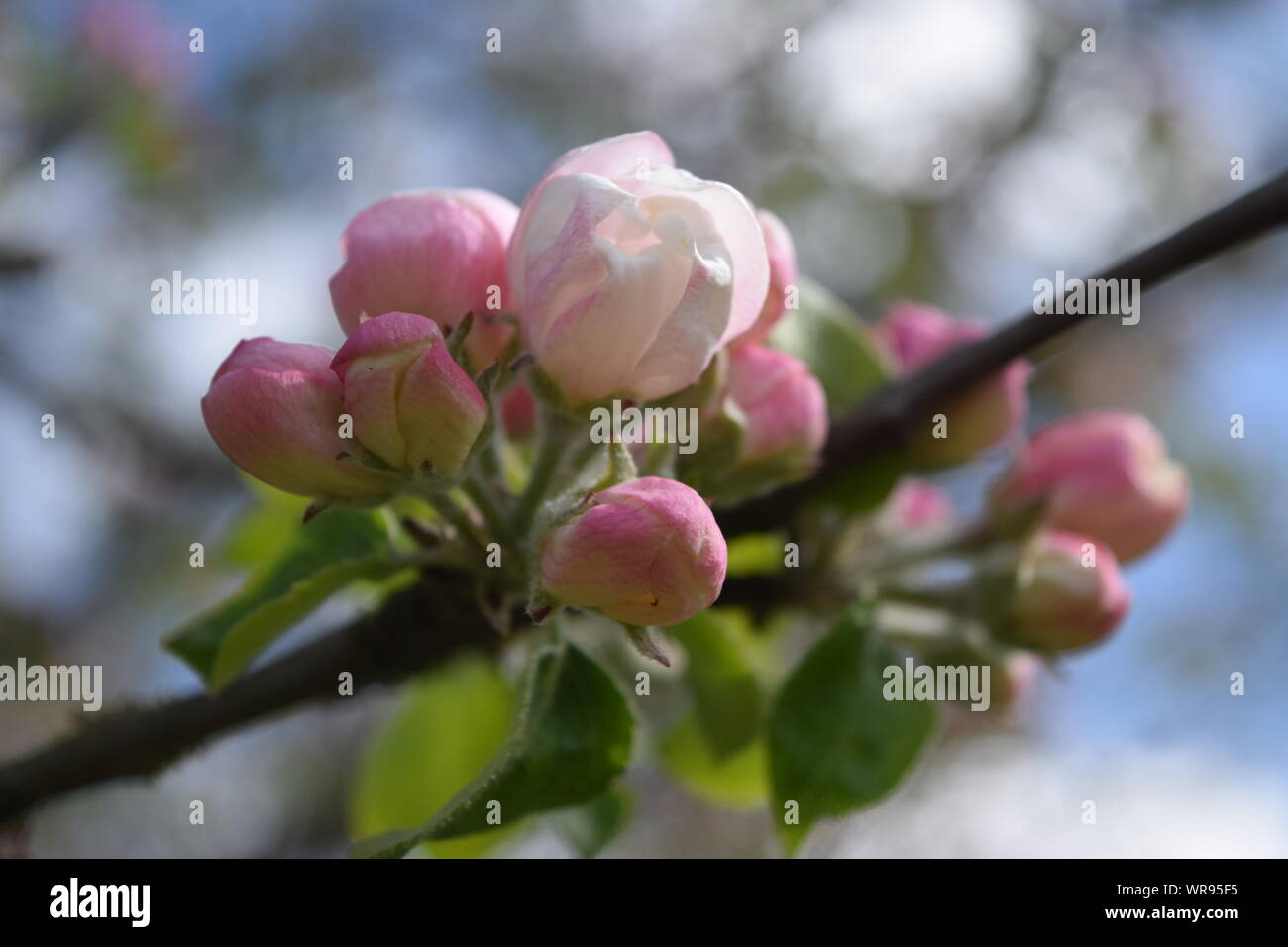 Apple tree buds preparing hi-res stock photography and images - Alamy